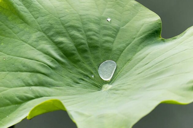 Water or rain drop rolling on green lotus leaf. Water or rain drop rolling on green lotus leaf.